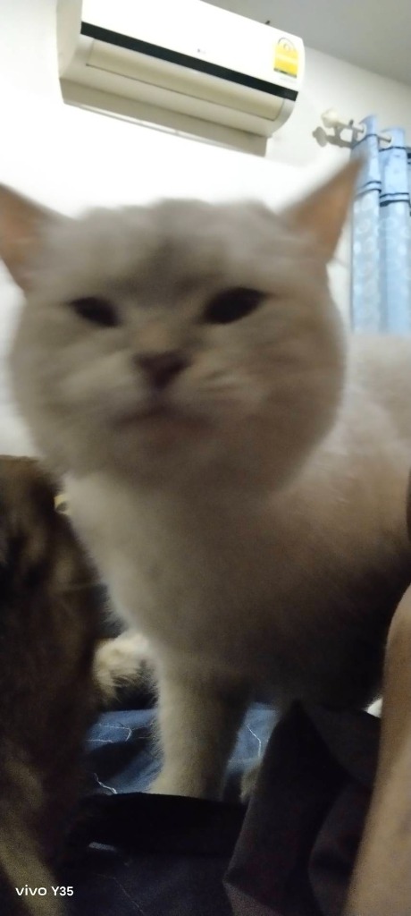 cat2