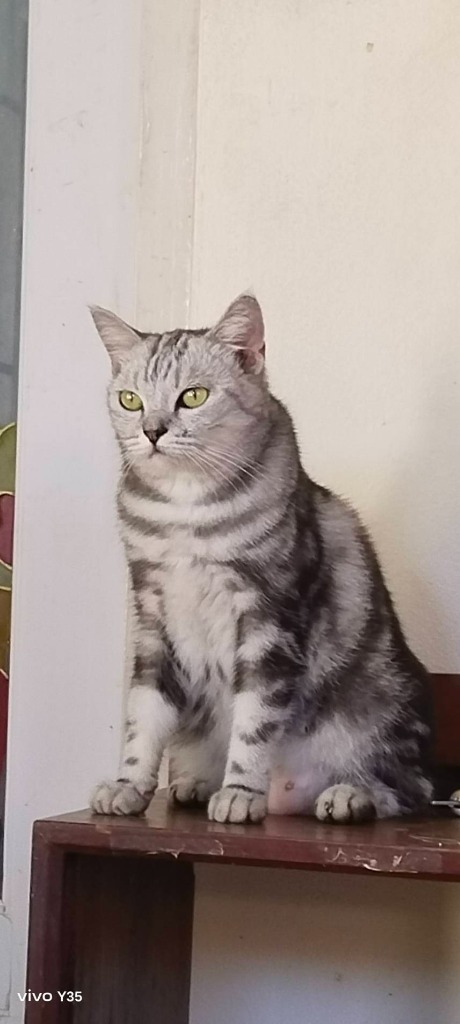 cat3
