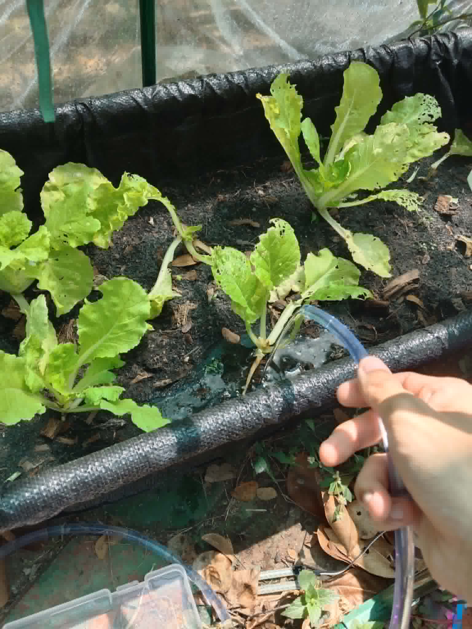 Organic Vegetables