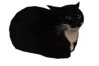 Thanakrit Pisitsetthapong Cat Hover